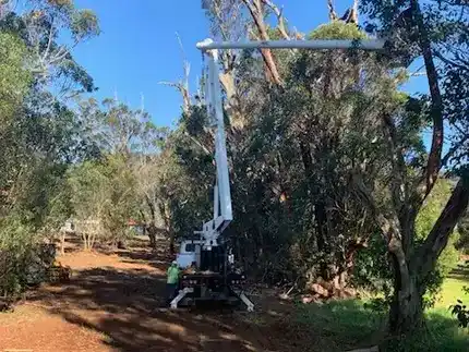 Tree Trimming and Removals