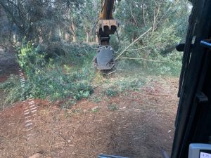 Tree Removal services